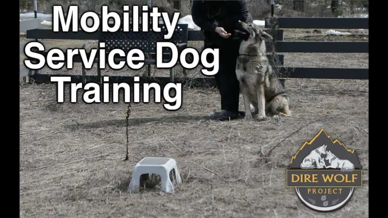 Training Vlad: The Future Mobility Service Dog