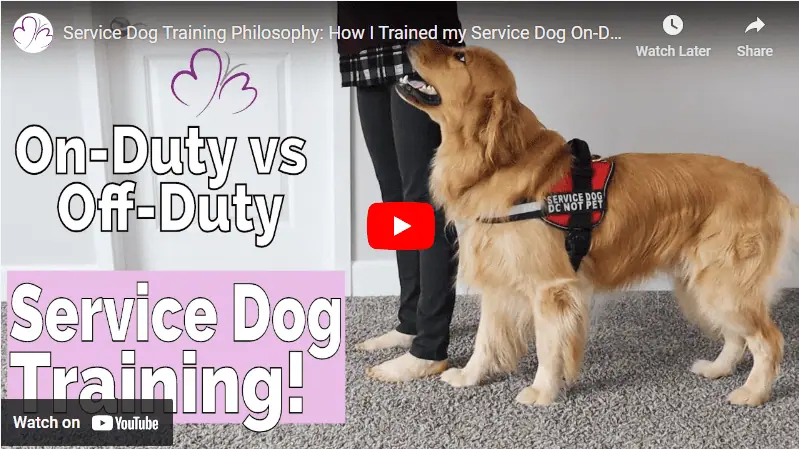 Unlocking the Secret to Service Dog Training: A Journey with Buddy