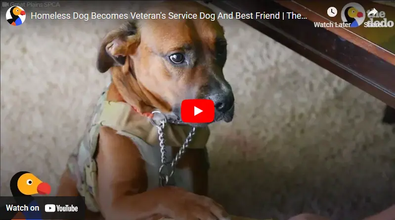 From Shelter to Service: Bosco’s Heartwarming Tale