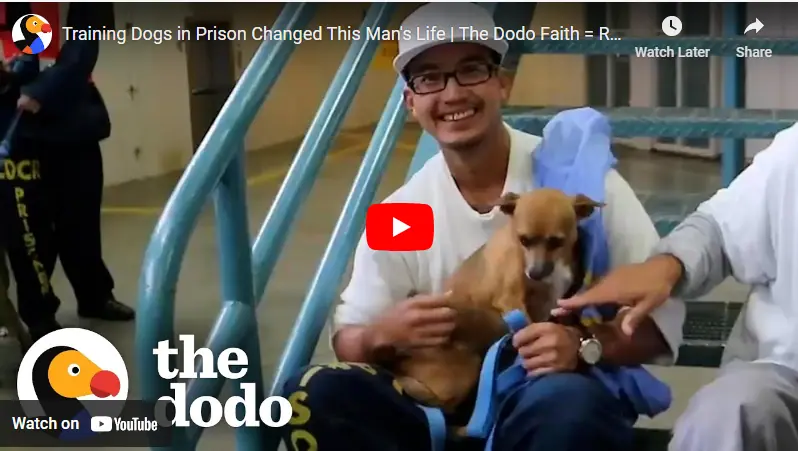 A Journey of Transformation: The Power of Dog Training Behind Bars
