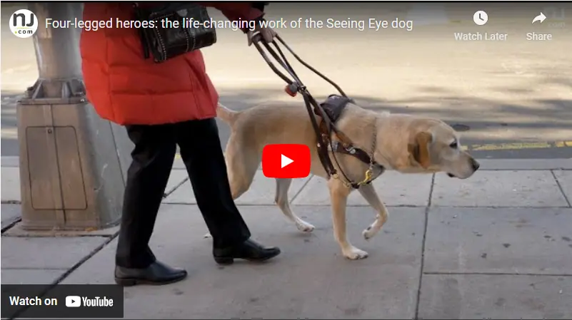 The Heartwarming Journey of NJ Seeing Eye Dogs
