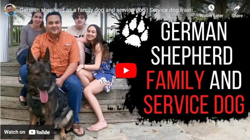 Are German Shepherds the Right Service Dogs for You?